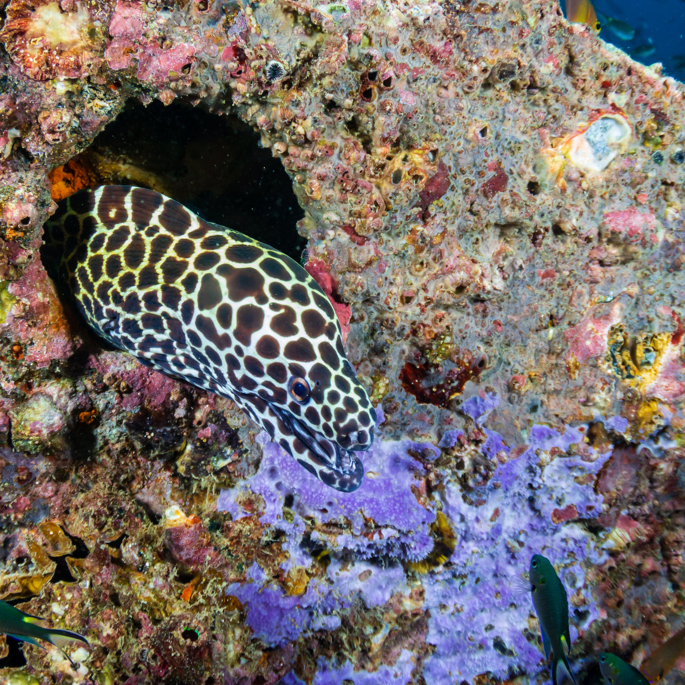 BOONSUNG WRECK  - Diving Trip (from Khao Lak)