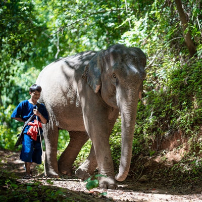 Etisk elefantpark (från Khao Lak)